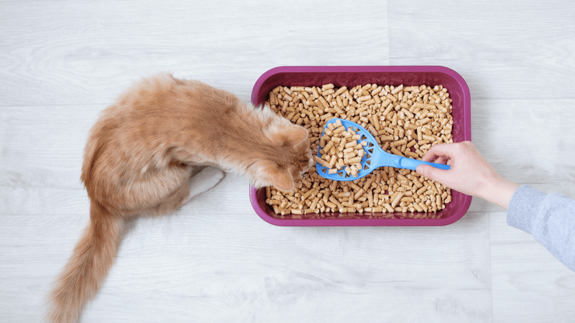 Melhor Areia Sanitária Para Gatos