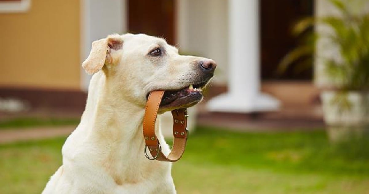 Melhor Coleira de Cachorro