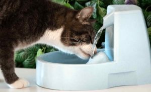 Melhor Bebedouro Automático Para Gatos