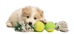 Melhor Brinquedo para Cães Pequenos