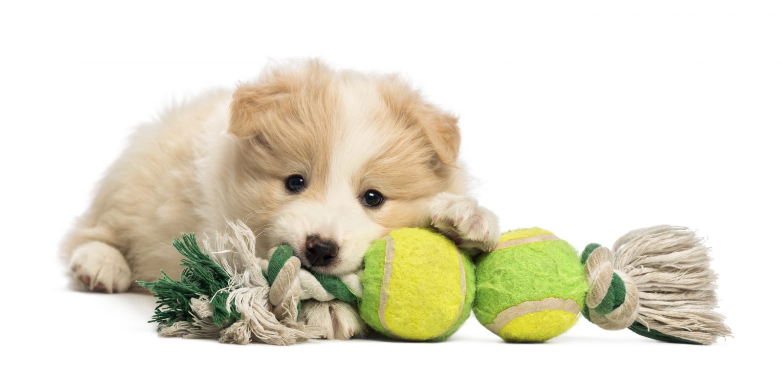 Melhor Brinquedo para Cães Pequenos