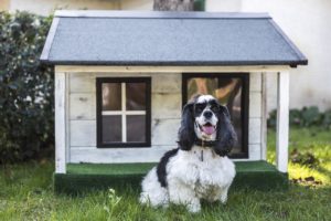 Melhor Casa Para Cachorro