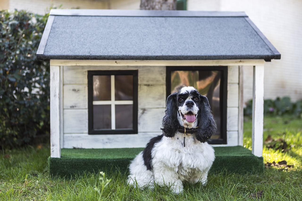 Melhor Casa Para Cachorro