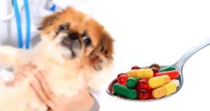 Melhor Vermífugo Para Cães
