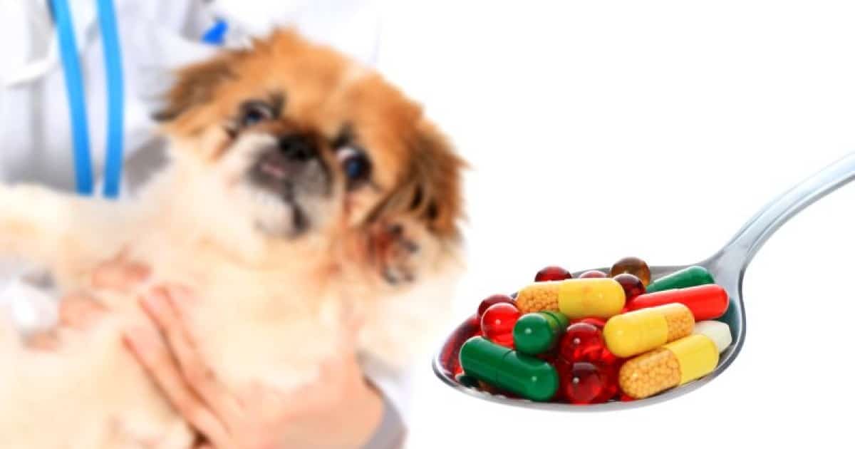 Melhor Vermífugo Para Cães