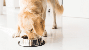 Melhor Ração Para Cão de Grande Porte