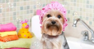 Melhor Shampoo Para Cachorro