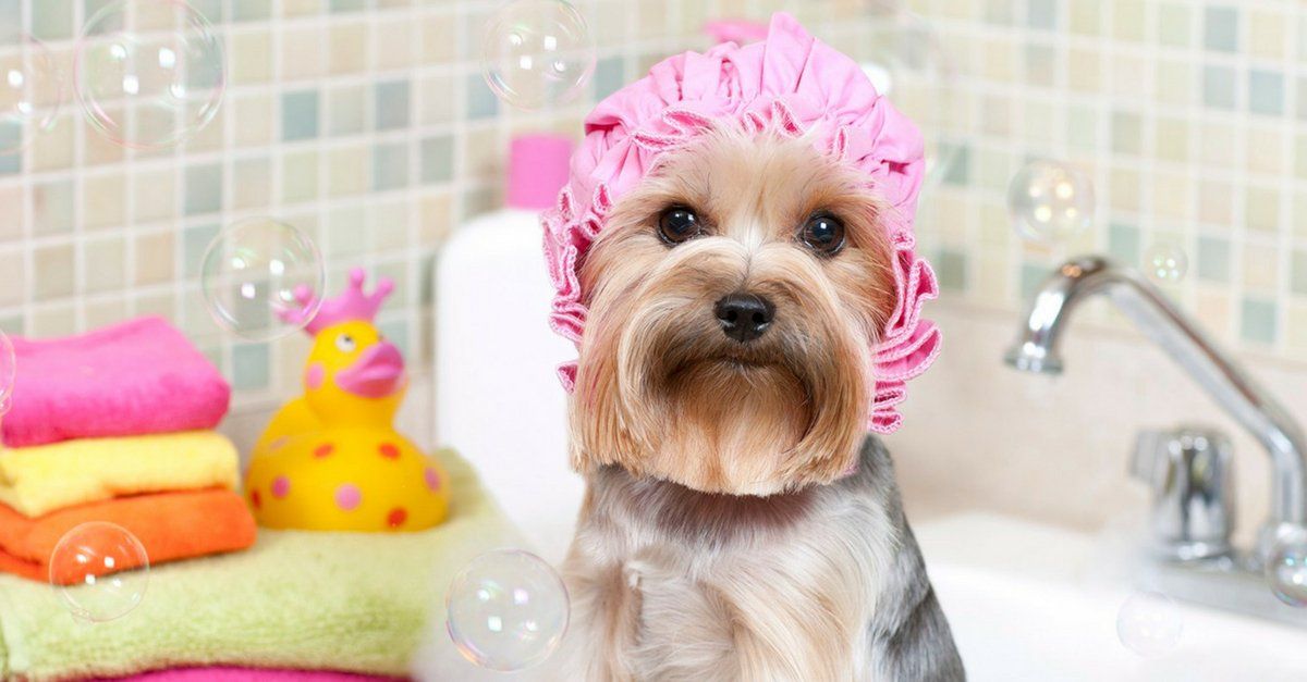 Melhor Shampoo Para Cachorro