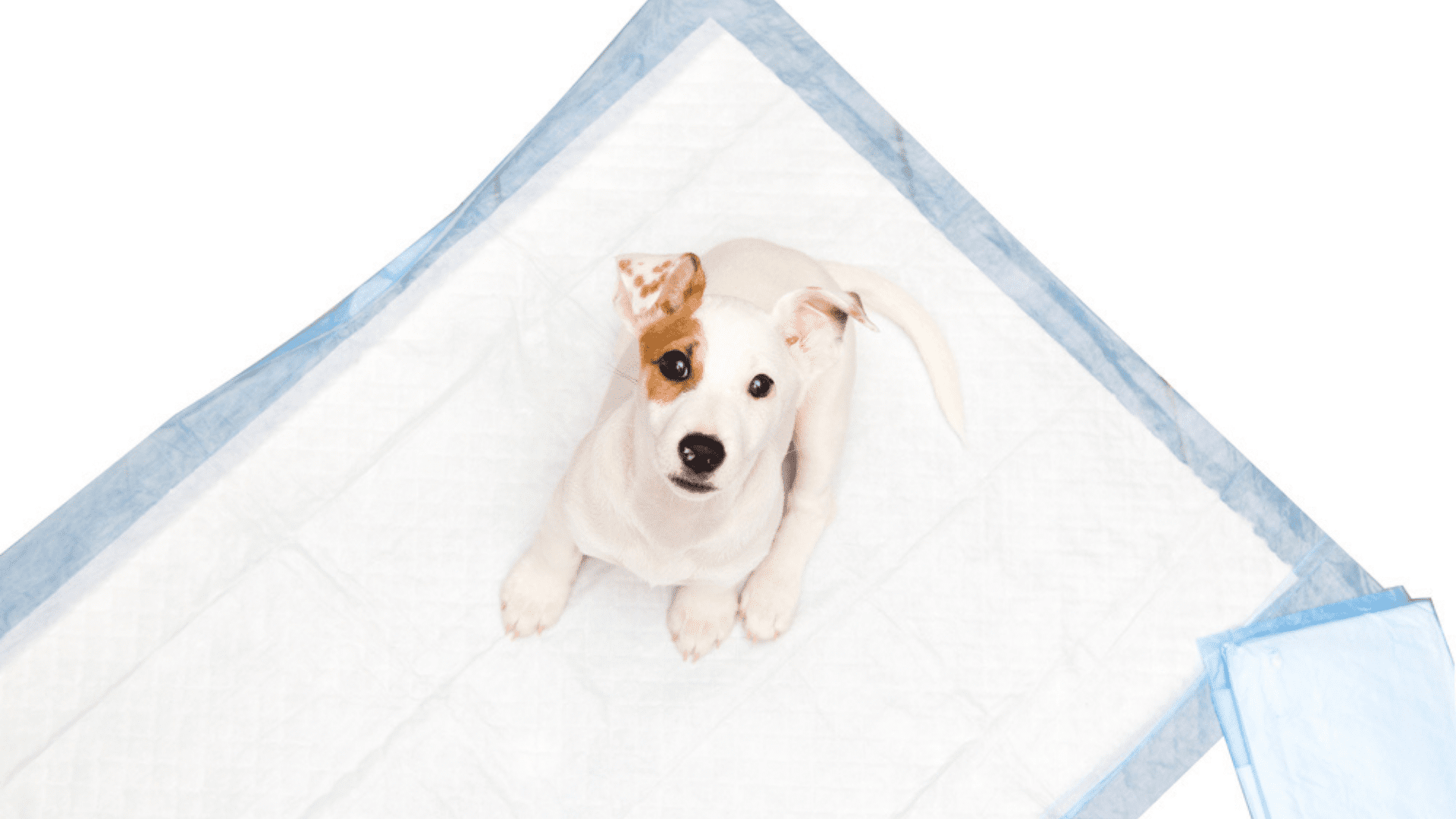 Melhor Tapete Higiênico Para Cachorro